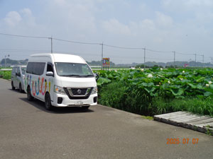 ドライブ　蓮の花